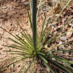 Xanthorrhoea concava at Long Beach, NSW - suppressed