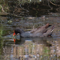 Gallinula tenebrosa (Dusky Moorhen) at Jerrabomberra Wetlands - 11 Oct 2023 by MatthewFrawley