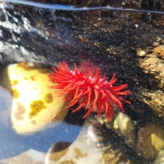 Actinia tenebrosa (Red Waratah Anemone) at Pebbly Beach, NSW - 6 Oct 2023 by NathanaelC