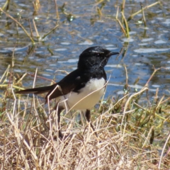 Rhipidura leucophrys (Willie Wagtail) at Fyshwick, ACT - 11 Oct 2023 by MatthewFrawley