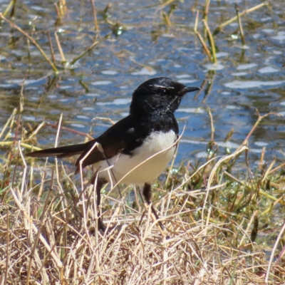 Rhipidura leucophrys (Willie Wagtail) at Fyshwick, ACT - 11 Oct 2023 by MatthewFrawley