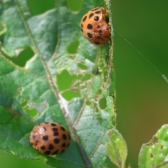 Epilachna sumbana (A Leaf-eating Ladybird) at Wodonga, VIC - 9 Oct 2023 by KylieWaldon