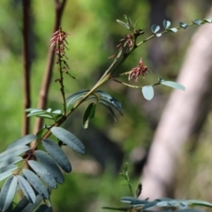 Indigofera australis subsp. australis (Australian Indigo) at Clyde Cameron Reserve - 8 Oct 2023 by KylieWaldon