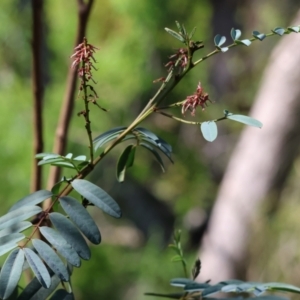 Indigofera australis subsp. australis at Wodonga, VIC - 9 Oct 2023 09:27 AM