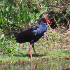 Porphyrio melanotus (Australasian Swamphen) at Jerrabomberra Wetlands - 11 Oct 2023 by MatthewFrawley