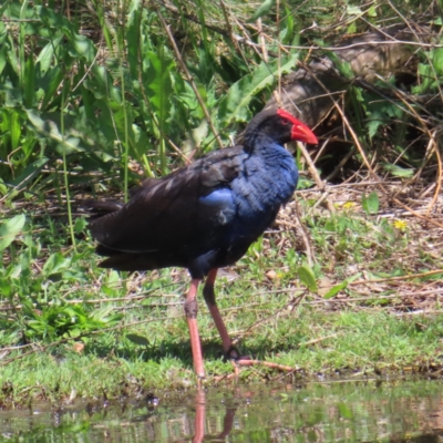 Porphyrio melanotus (Australasian Swamphen) at Jerrabomberra Wetlands - 11 Oct 2023 by MatthewFrawley