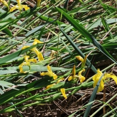 Iris pseudacorus (Yellow Flag) at Wodonga - 8 Oct 2023 by KylieWaldon
