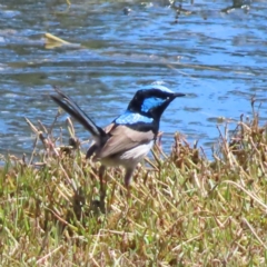 Malurus cyaneus (Superb Fairywren) at Jerrabomberra Wetlands - 11 Oct 2023 by MatthewFrawley