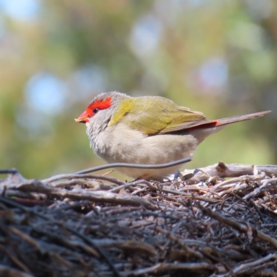 Neochmia temporalis (Red-browed Finch) at Fyshwick, ACT - 11 Oct 2023 by MatthewFrawley