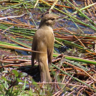 Acrocephalus australis (Australian Reed-Warbler) at Fyshwick, ACT - 11 Oct 2023 by MatthewFrawley