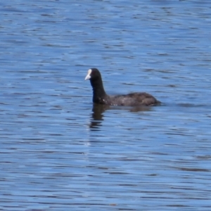 Fulica atra at Fyshwick, ACT - 11 Oct 2023