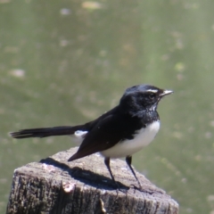 Rhipidura leucophrys (Willie Wagtail) at Fyshwick, ACT - 11 Oct 2023 by MatthewFrawley