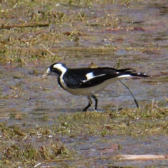 Grallina cyanoleuca (Magpie-lark) at Fyshwick, ACT - 11 Oct 2023 by MatthewFrawley