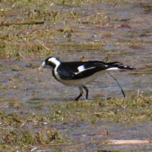 Grallina cyanoleuca at Fyshwick, ACT - 11 Oct 2023 01:00 PM