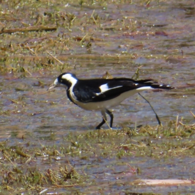 Grallina cyanoleuca (Magpie-lark) at Jerrabomberra Wetlands - 11 Oct 2023 by MatthewFrawley