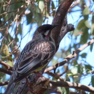 Anthochaera carunculata at Fyshwick, ACT - 11 Oct 2023