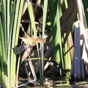 Acrocephalus australis at Fyshwick, ACT - 11 Oct 2023