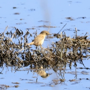 Acrocephalus australis at Fyshwick, ACT - 11 Oct 2023