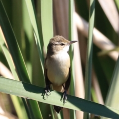 Acrocephalus australis at Fyshwick, ACT - 11 Oct 2023 03:40 PM