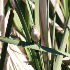 Acrocephalus australis at Fyshwick, ACT - 11 Oct 2023