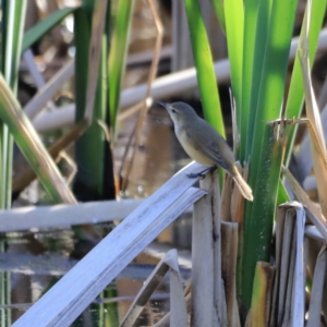 Acrocephalus australis at Fyshwick, ACT - 11 Oct 2023 03:40 PM