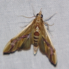 Agathodes ostentalis (Coral Tree Moth) at Sheldon, QLD - 14 Sep 2007 by PJH123