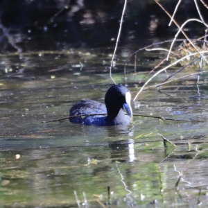 Fulica atra at Fyshwick, ACT - 11 Oct 2023 03:40 PM