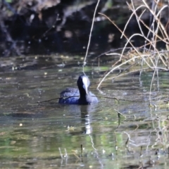 Fulica atra at Fyshwick, ACT - 11 Oct 2023 03:40 PM