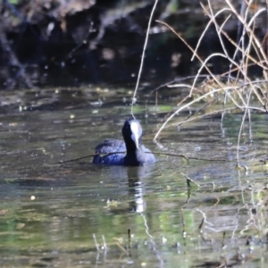 Fulica atra at Fyshwick, ACT - 11 Oct 2023 03:40 PM