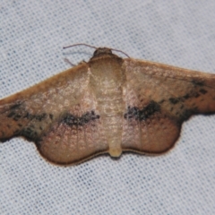 Aglaopus centiginosa (Dark-fringed Leaf Moth) at Sheldon, QLD - 14 Sep 2007 by PJH123