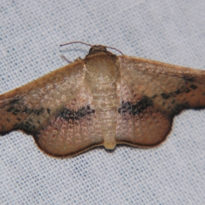 Aglaopus centiginosa (Dark-fringed Leaf Moth) at Sheldon, QLD - 14 Sep 2007 by PJH123