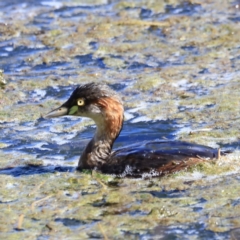 Tachybaptus novaehollandiae (Australasian Grebe) at Fyshwick, ACT - 11 Oct 2023 by JimL