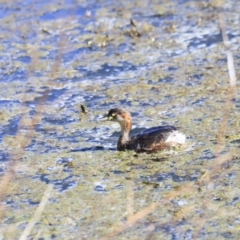 Tachybaptus novaehollandiae at Fyshwick, ACT - 11 Oct 2023