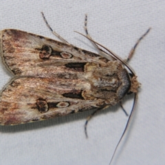 Agrotis munda (Brown Cutworm) at Sheldon, QLD - 14 Sep 2007 by PJH123