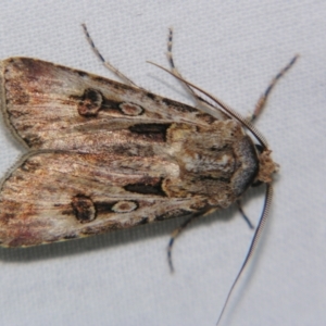 Agrotis munda at Sheldon, QLD - suppressed