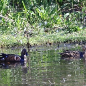 Spatula rhynchotis at Fyshwick, ACT - 11 Oct 2023