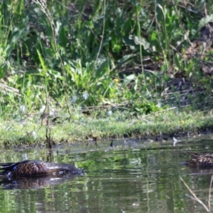 Spatula rhynchotis at Fyshwick, ACT - 11 Oct 2023