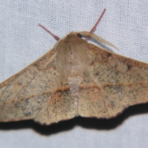 Antictenia punctunculus at Sheldon, QLD - 14 Sep 2007