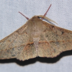Antictenia punctunculus (A geometer moth) at Sheldon, QLD - 14 Sep 2007 by PJH123
