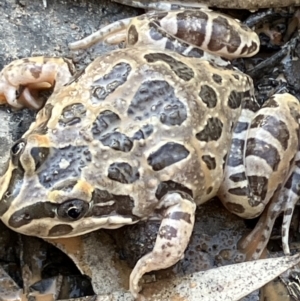 Limnodynastes tasmaniensis at Suttons Dam - 10 Oct 2023