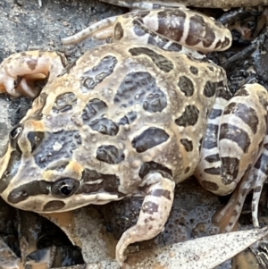 Limnodynastes tasmaniensis at Suttons Dam - suppressed