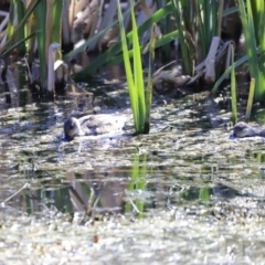 Anas gracilis at Fyshwick, ACT - 11 Oct 2023 03:42 PM