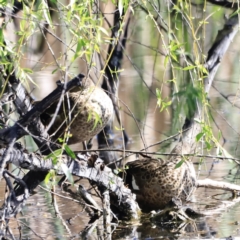 Anas gracilis at Fyshwick, ACT - 11 Oct 2023