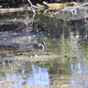 Anas gracilis at Fyshwick, ACT - 11 Oct 2023