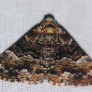 Aporoctena scierodes at Sheldon, QLD - suppressed