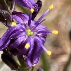 Caesia calliantha (Blue Grass-lily) at Suttons Dam - 11 Oct 2023 by KL