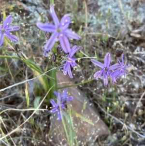 Caesia calliantha at Fentons Creek, VIC - suppressed