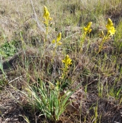 Bulbine bulbosa (Golden Lily, Bulbine Lily) at Latham, ACT - 9 Oct 2023 by JBrickhill