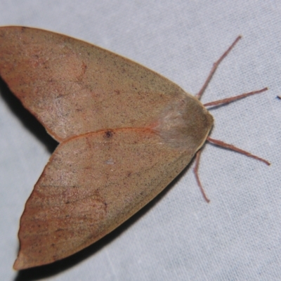 Arhodia lasiocamparia (Pink Arhodia) at Sheldon, QLD - 14 Sep 2007 by PJH123