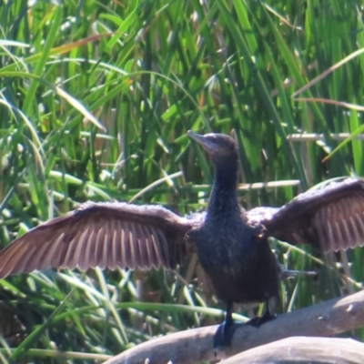 Phalacrocorax sulcirostris (Little Black Cormorant) at Jerrabomberra Wetlands - 11 Oct 2023 by MatthewFrawley